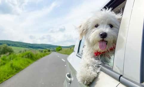 Dog riding in car down open road