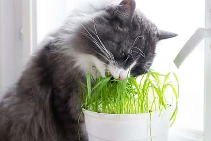 猫吃盆栽草的画面。