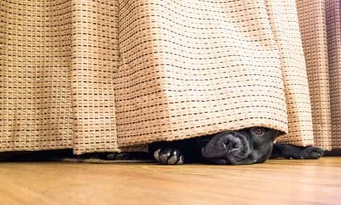 hiding pet