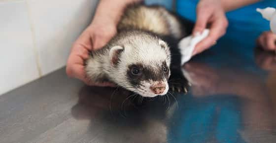 Image of a ferret at the vet. 