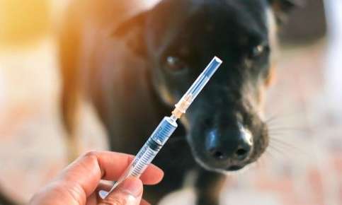 At home rabies 2024 vaccine for dogs