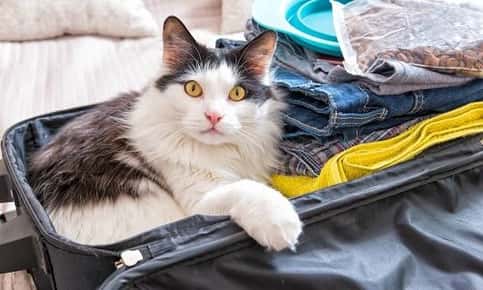 猫坐在行李箱里