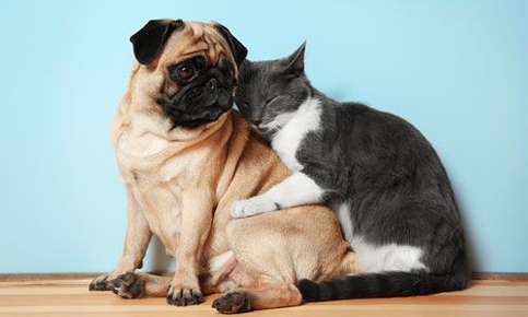 An image of a small dog and a cat embraced as they sit together on the floor of a home.  