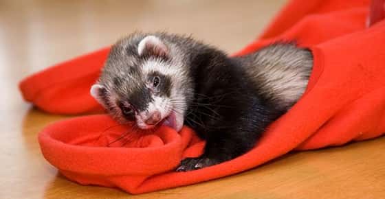 Image of a ferret chewing on a toy. 