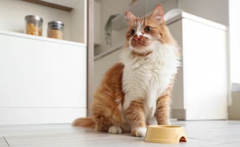 Cat waits patiently to be fed.