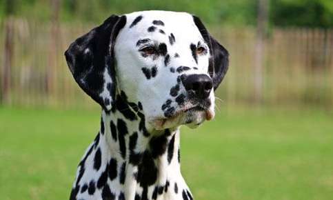 Dalmatian