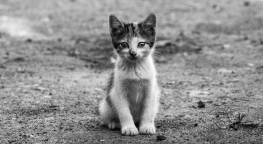 Cat stands on street.