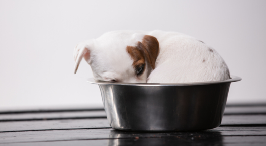 Puppy curled up in food bowl.