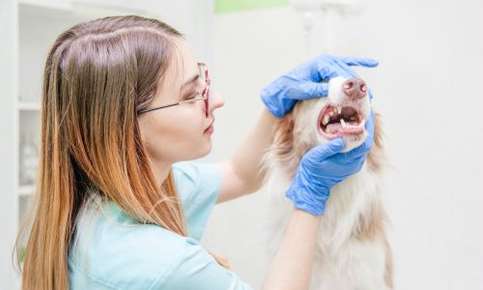 Dog receiving a dental exam