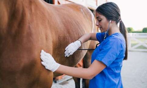 A horse receiving a wellness exam