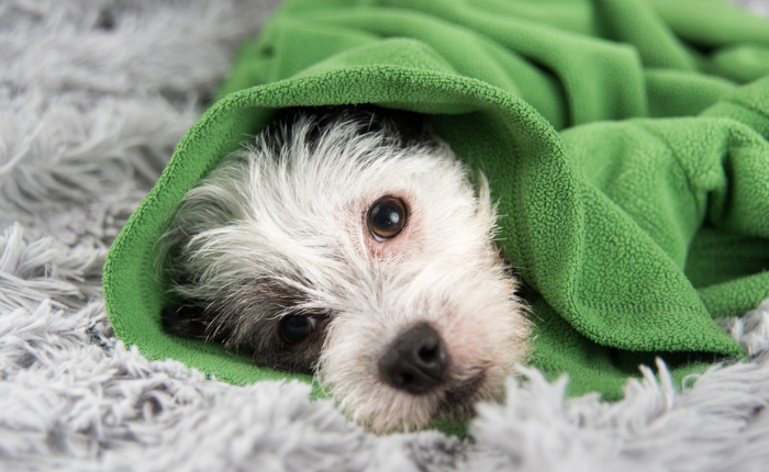Small dog wrapped in blanket.
