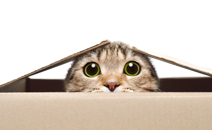 Cat hides in cardboard box.