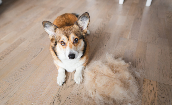 Corgi stands next to pile of his own fur.