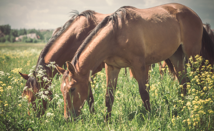 Horses grazing in pasture.