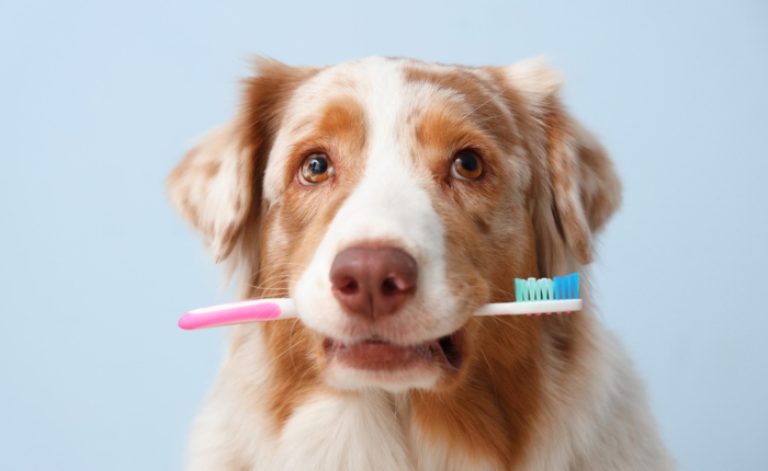 Dog poses with a toothbrush not meant for him.