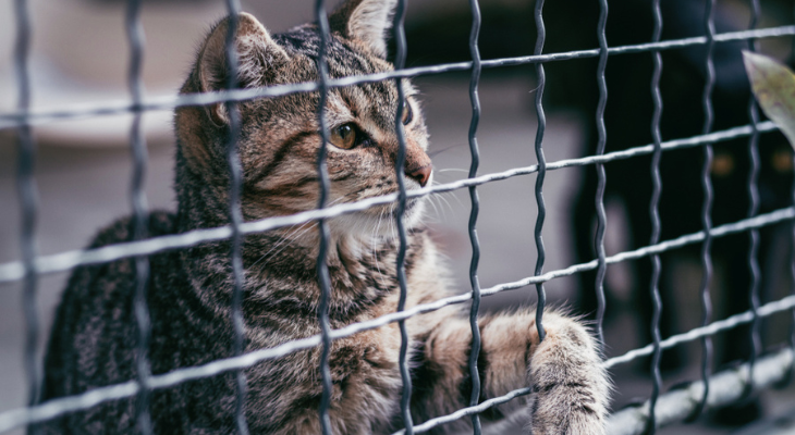 Jailhouse kitty wants to be adopted