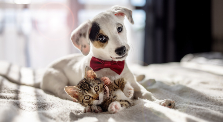 Puppy and kitten hang out together.