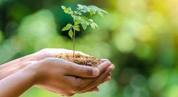 hands holding a plant