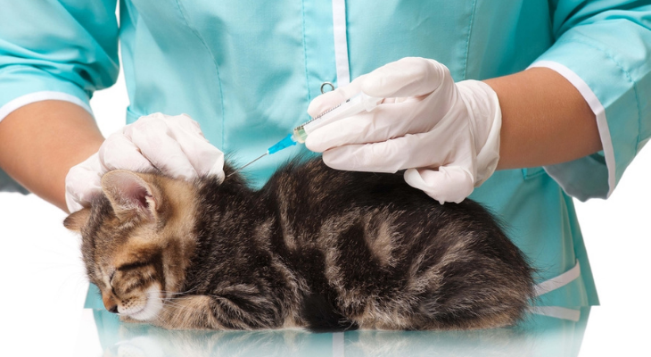 猫接受兽医注射疫苗