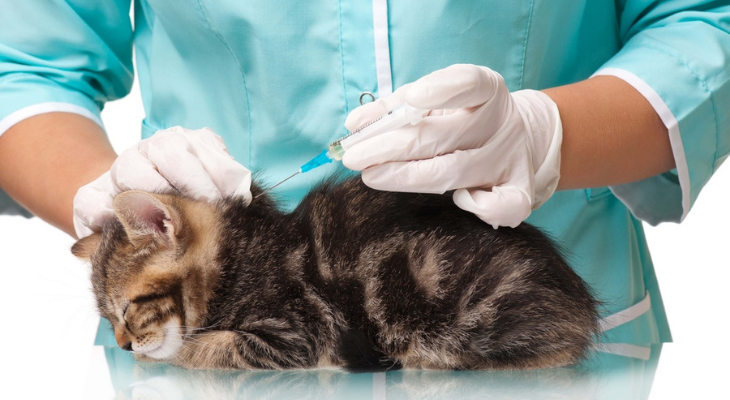 Cat getting vaccinated by vet 