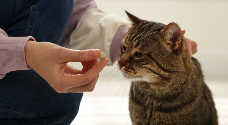 Cat contemplates taking a pill