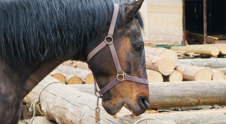 Bored horse eats wood.