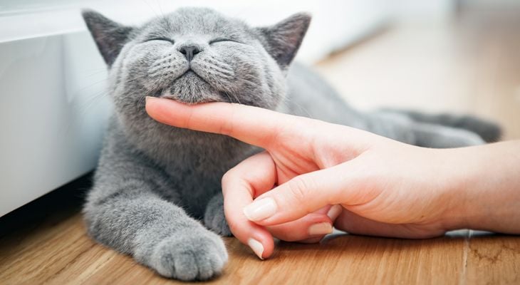 cat getting petted