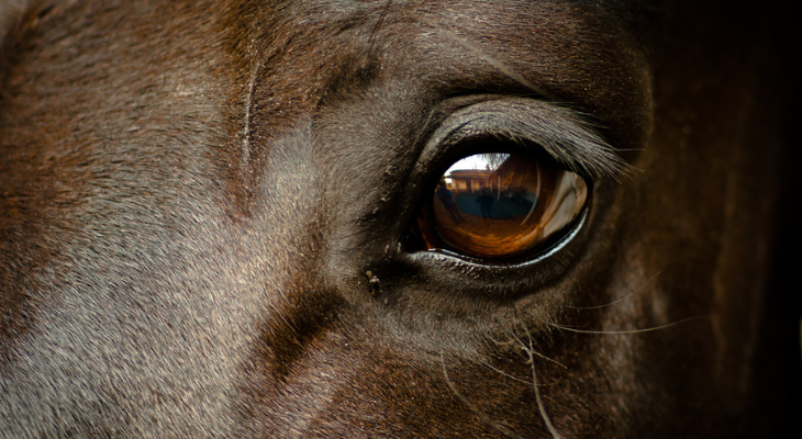Horse eye.