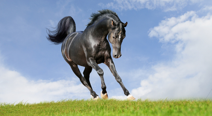 Horse runs wild through field. 