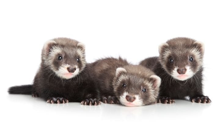 Ferret doctors 2024 near me