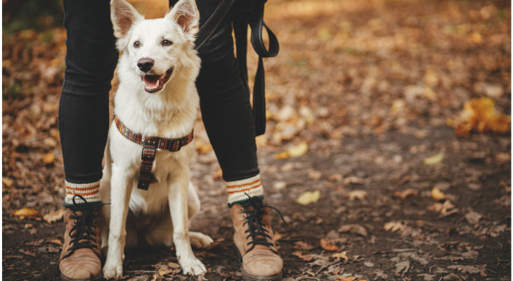 Dog goes for autumn walk in the leaves