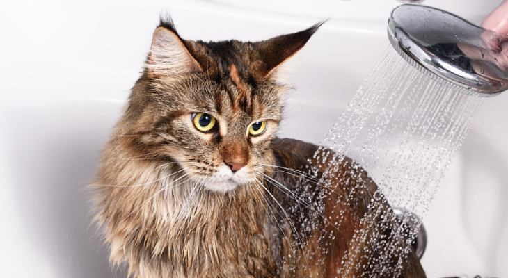 Cat taking a a bath