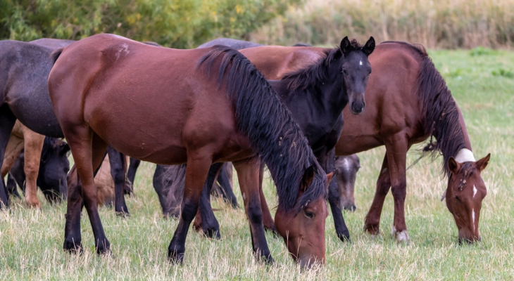 Horses in a field eating grass.