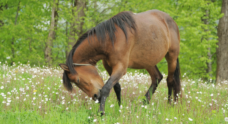 Horse bites its own ankle.