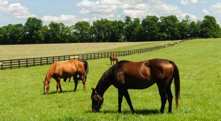 Horses grazing in a pasture