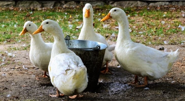 Vets that treat store ducks near me