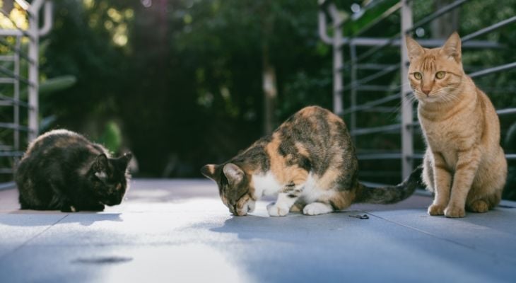 three types of cats