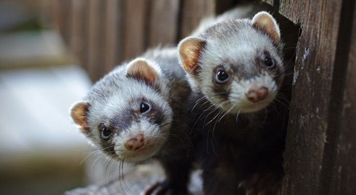 Kitten food outlet for ferrets