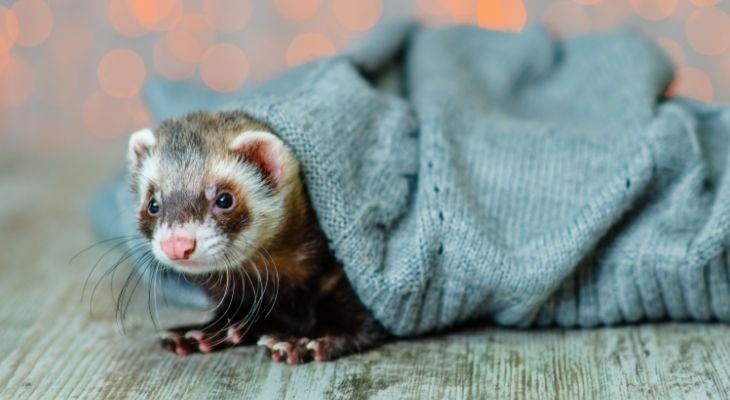 How to litter outlet train ferrets