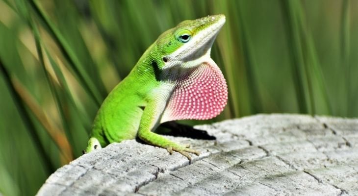 Green anole hot sale reptiles