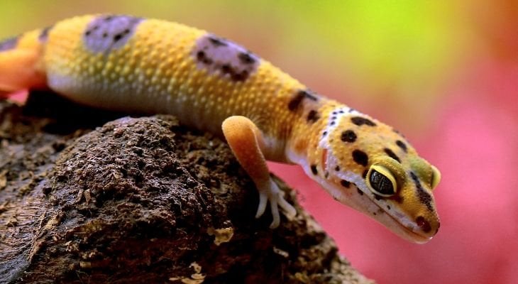 leopard gecko