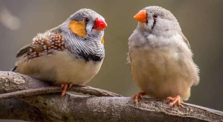 zebra finches