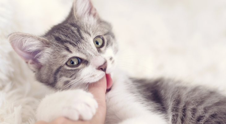 Gray kitten nibbles on thumb.