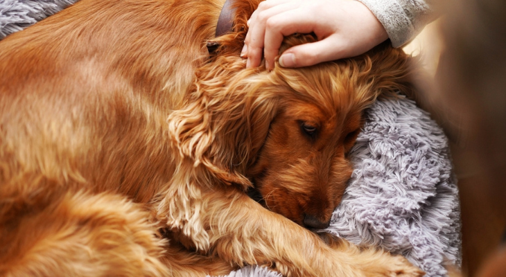Dog cuddles with owner and blanket.