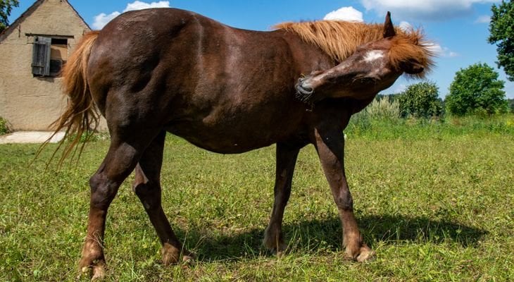 horse scratching itself