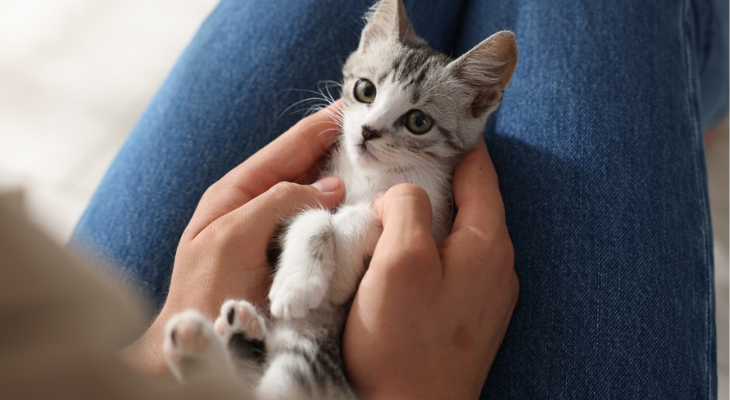 Kitten lays on woman's lap.