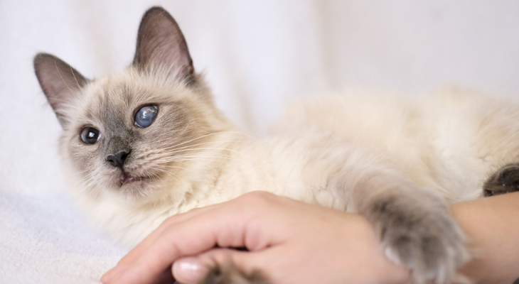 Cat with cataracts holds on to owner's arm.