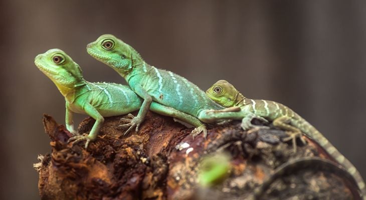 lizards on a log