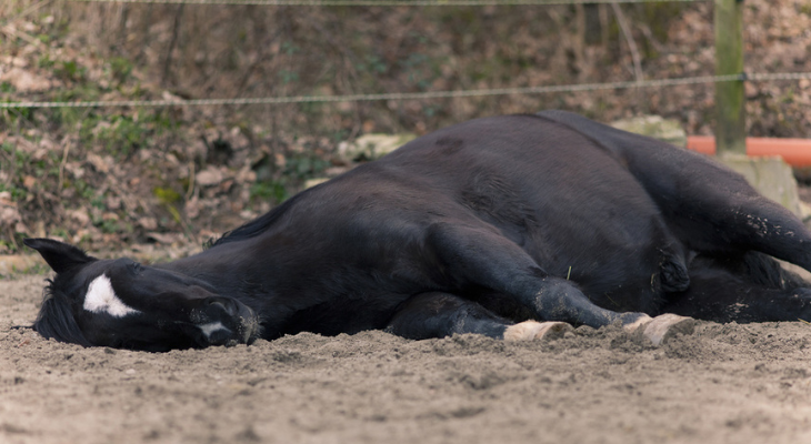 The Nose Knows: What Equine Nasal Discharge Tells Us – The Horse