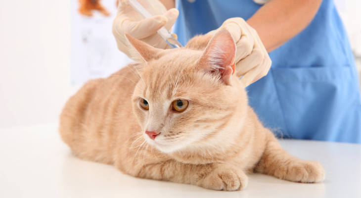 Pink cat gets vaccinated